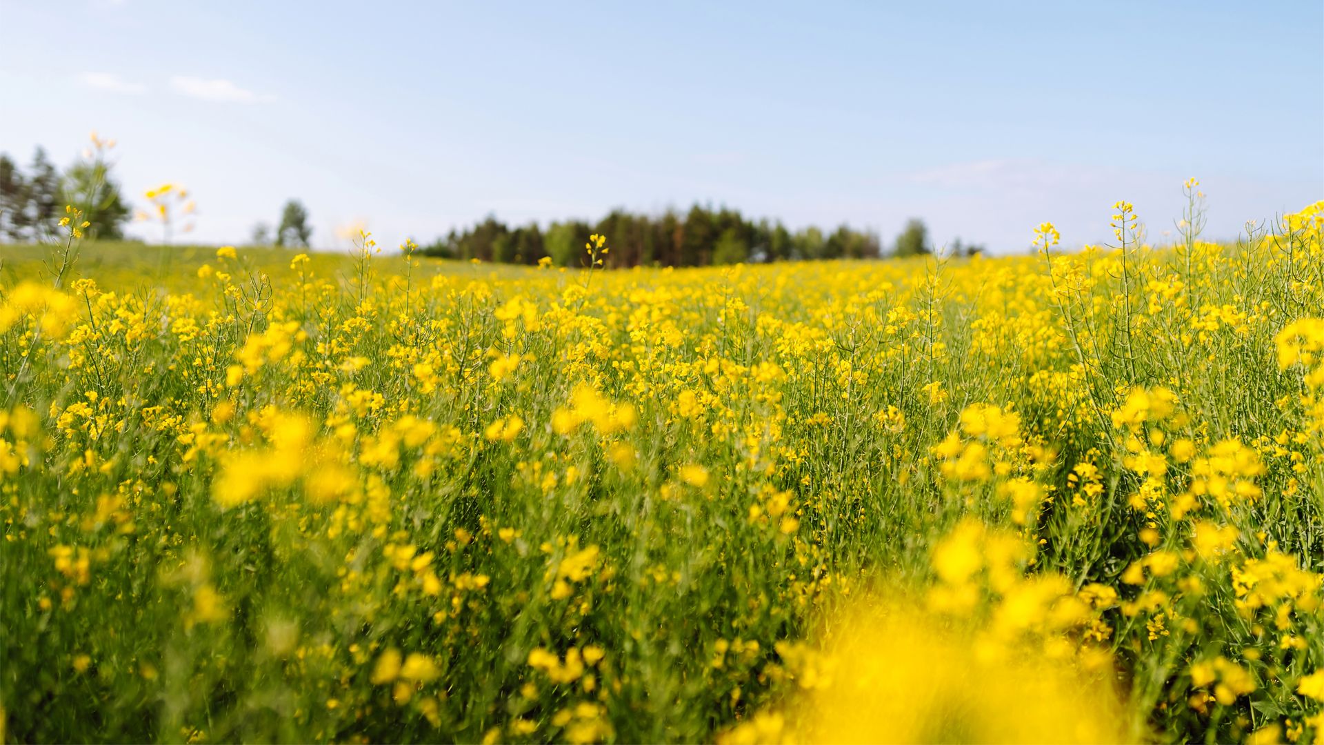 A vast field of yellow rapeseed stretches into the distance under a clear blue sky. The flowers are densely packed, creating a vibrant yellow carpet across the landscape. In the background, a line of trees marks the horizon.