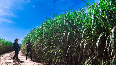 Two farmers standing next to tall energy cane crop. A variety of energy cane could produce oils for our cleaning ingredients.