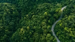 Aerial view of a winding road curving through a dense green forest, with two vehicles visible—one near the bend and another further back—surrounded by thick foliage.
