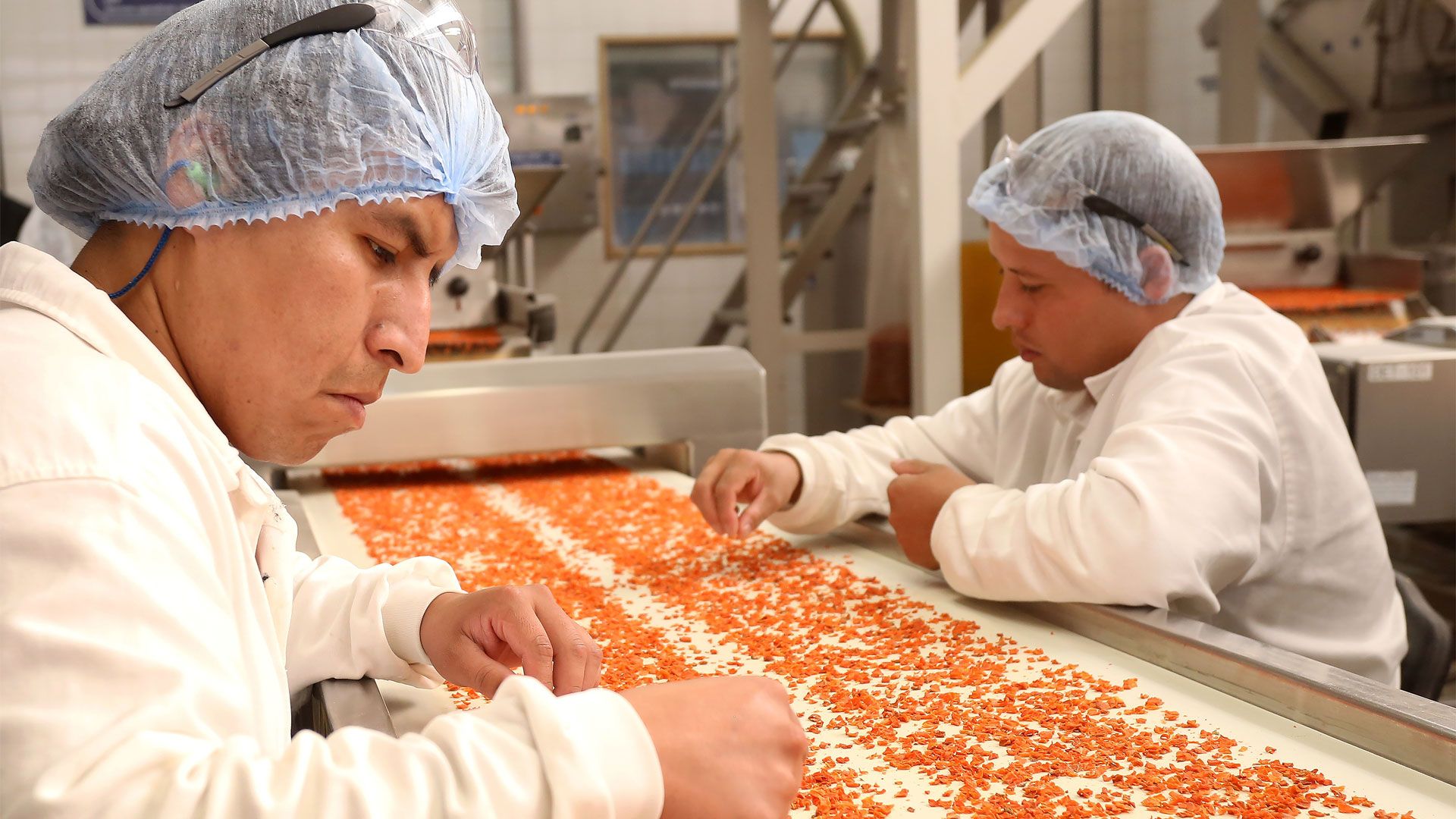 Workers in a food processing facility sorting small orange pieces on a conveyor belt, wearing white uniforms, hairnets, and earplugs.
